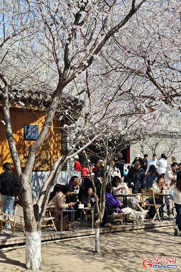 Peach blossoms draw visitors to Sanlihe Park in Beijing Peach blossoms draw visitors to Sanlihe Park in Beijing