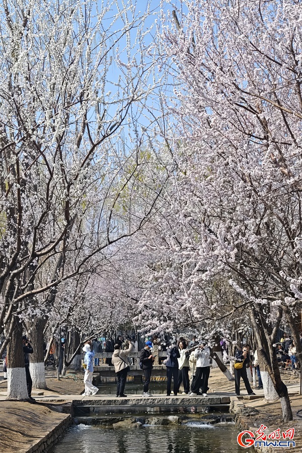 Peach blossoms draw visitors to Sanlihe Park in Beijing Peach blossoms draw visitors to Sanlihe Park in Beijing
