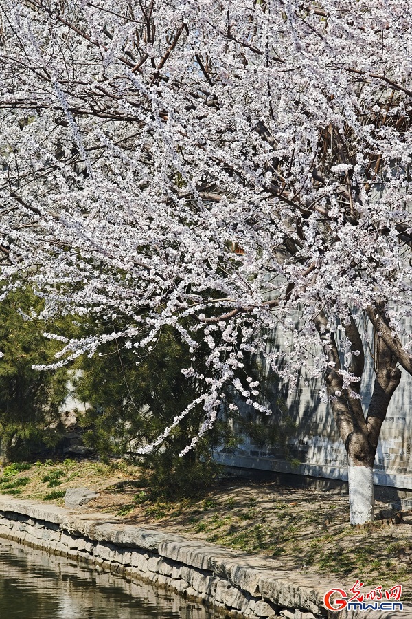 Peach blossoms draw visitors to Sanlihe Park in Beijing Peach blossoms draw visitors to Sanlihe Park in Beijing