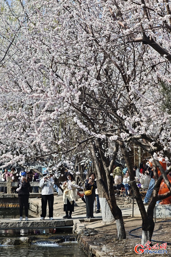 Peach blossoms draw visitors to Sanlihe Park in Beijing Peach blossoms draw visitors to Sanlihe Park in Beijing
