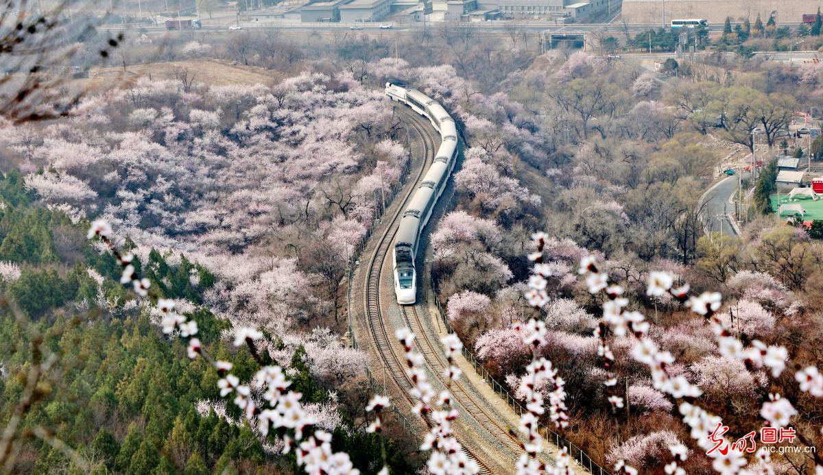 S2 train passes through blossoms near Juyongguan Great Wall in Beijing