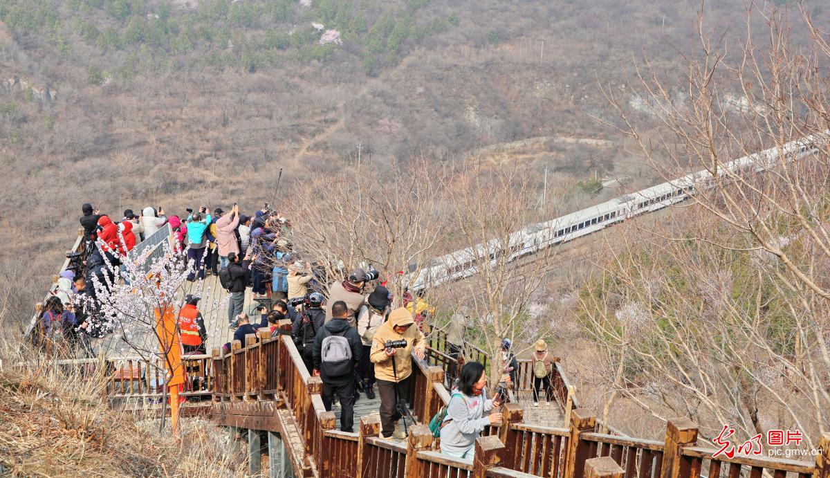 S2 train passes through blossoms near Juyongguan Great Wall in Beijing