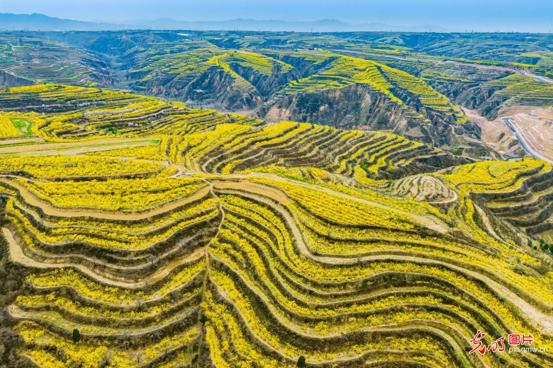 Forsythia blooms paint hillsides gold in N China's Shanxi