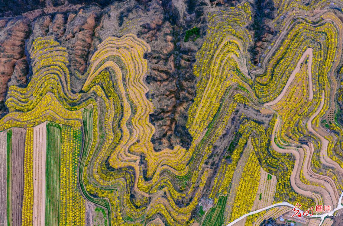 Forsythia blooms paint hillsides gold in N China's Shanxi