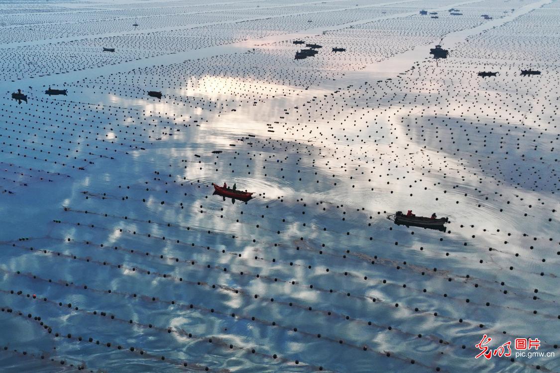Fishermen work in kelp farming area in E China's Shandong