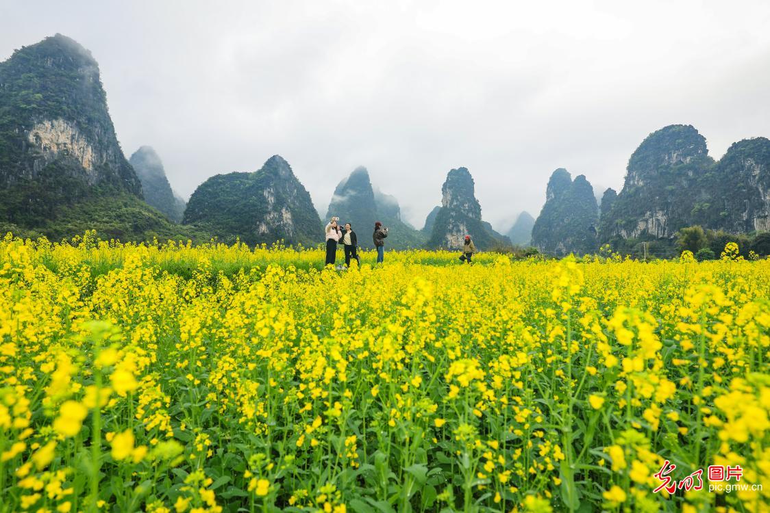Rapeseed blooms amid karst peaks in S China's Guilin