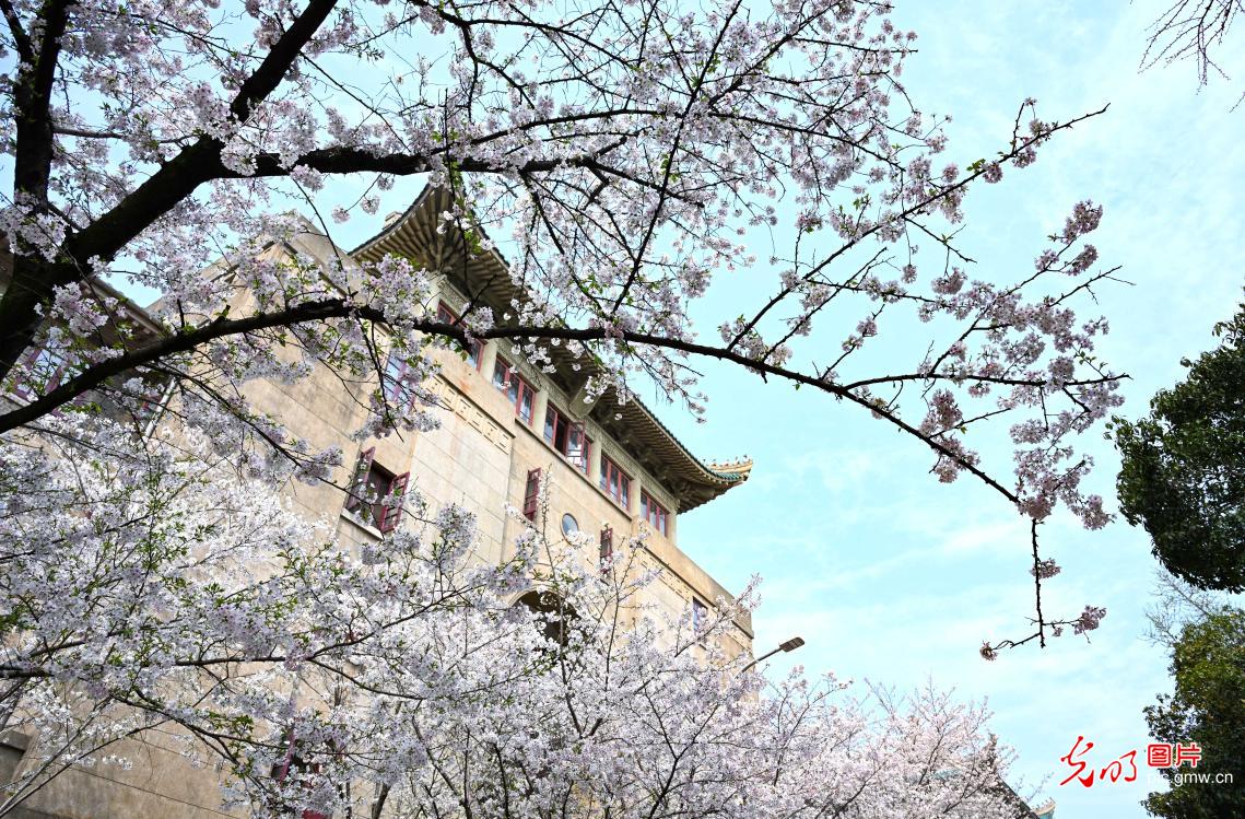 Cherry blossoms at Wuhan University