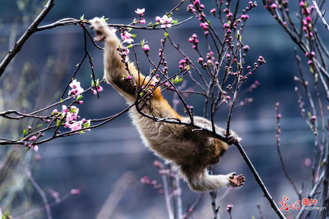 Macaques revel in spring sunshine in C China's Henan