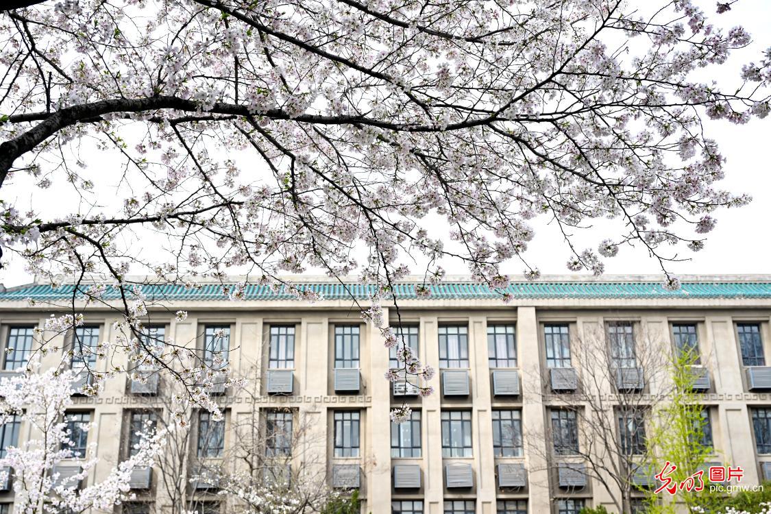 Cherry blossoms at Wuhan University