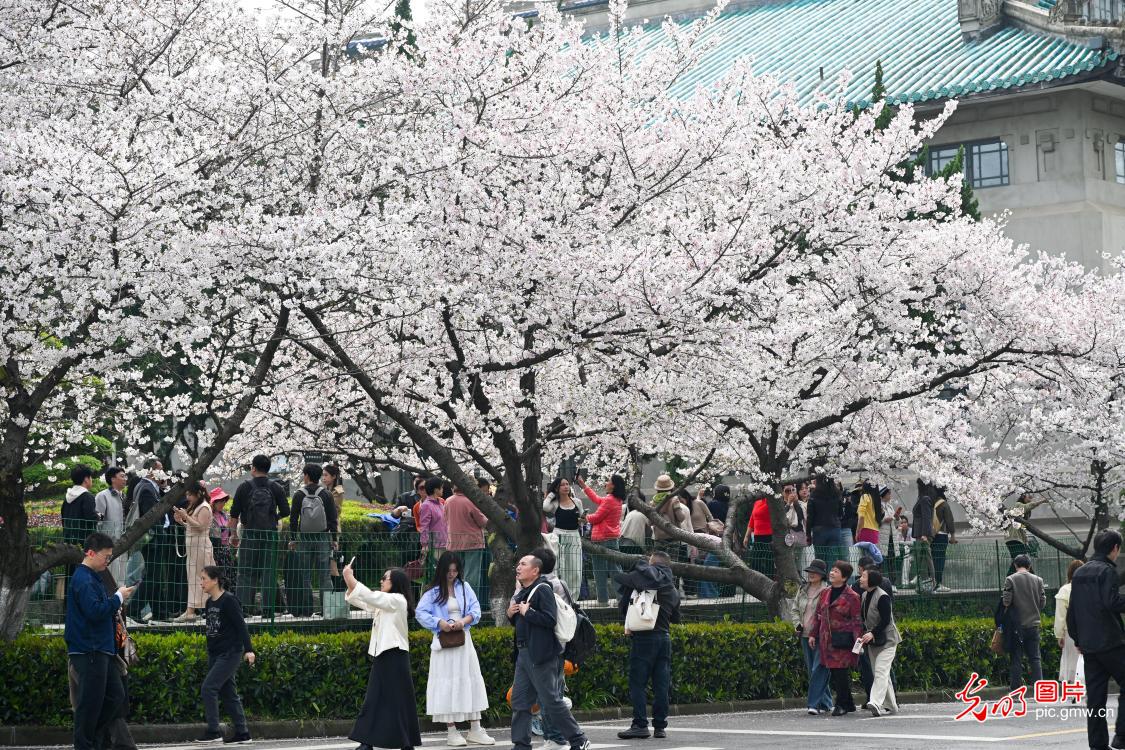 Cherry blossoms at Wuhan University