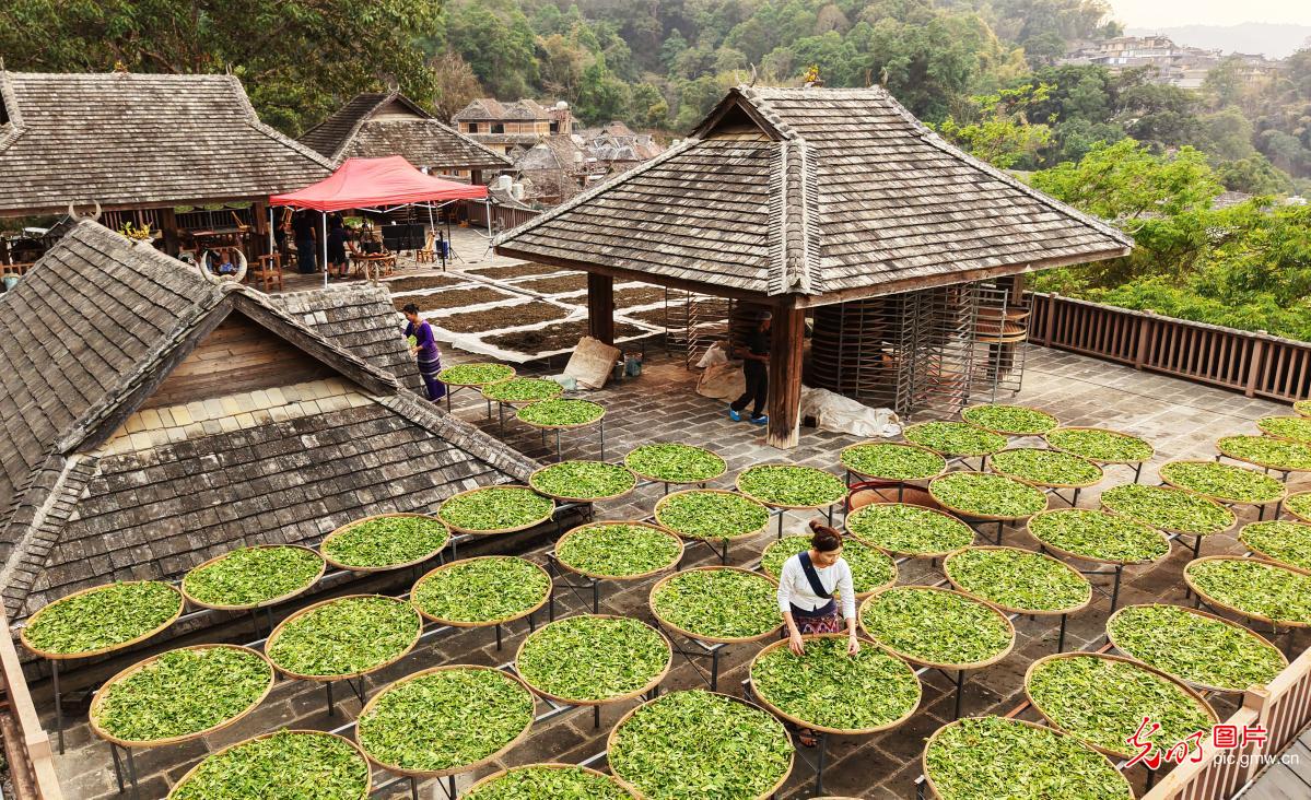 Villagers dry spring tea at SW China's Jingmai Mountain