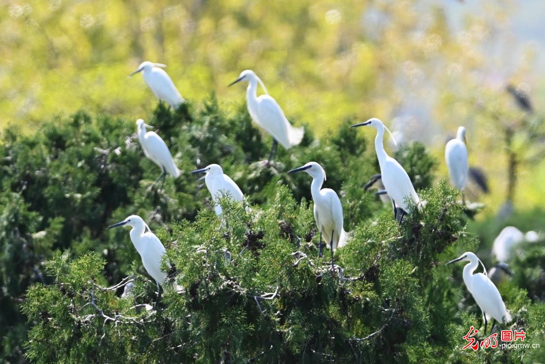Herons dance amid lush woods in E China's Shandong