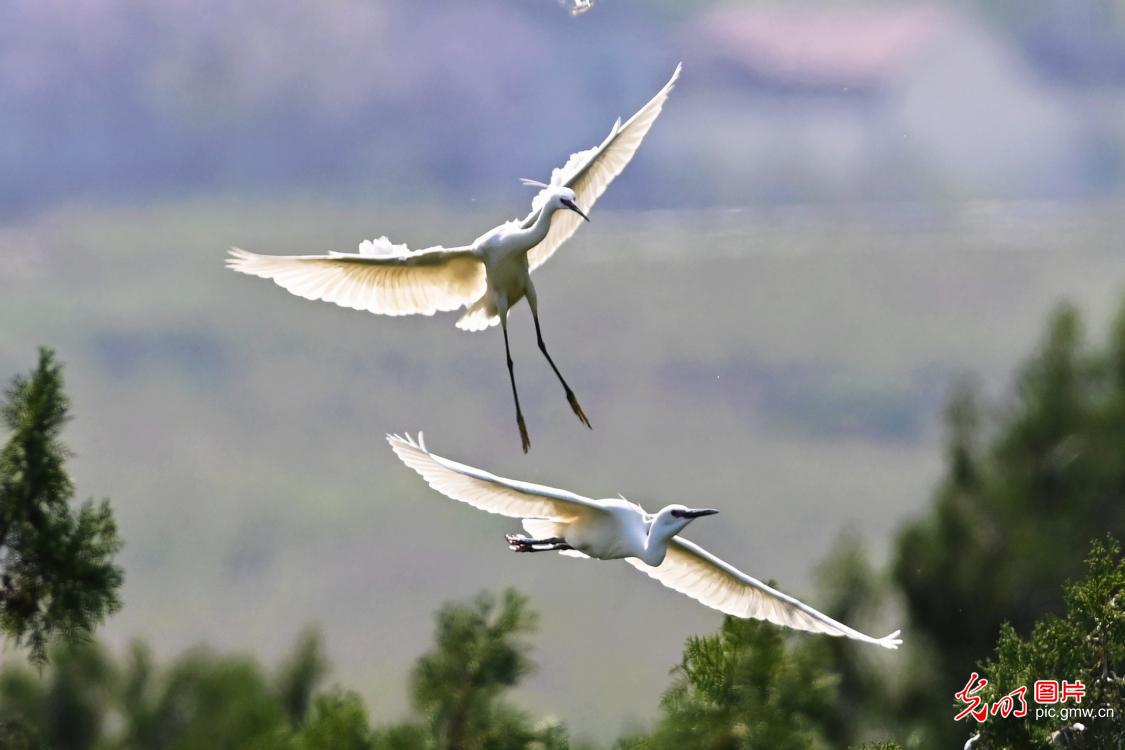 Herons dance amid lush woods in E China's Shandong