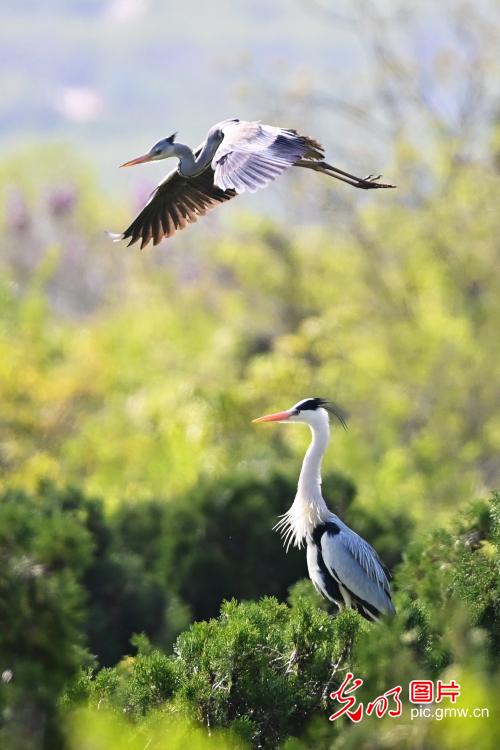 Herons dance amid lush woods in E China's Shandong