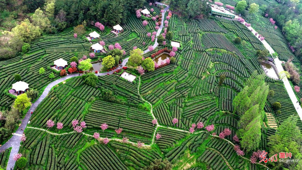 Spring tea harvest underway in NW China's Shaanxi