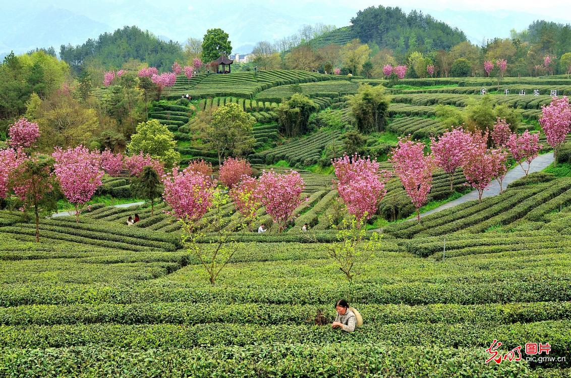 Spring tea harvest underway in NW China's Shaanxi