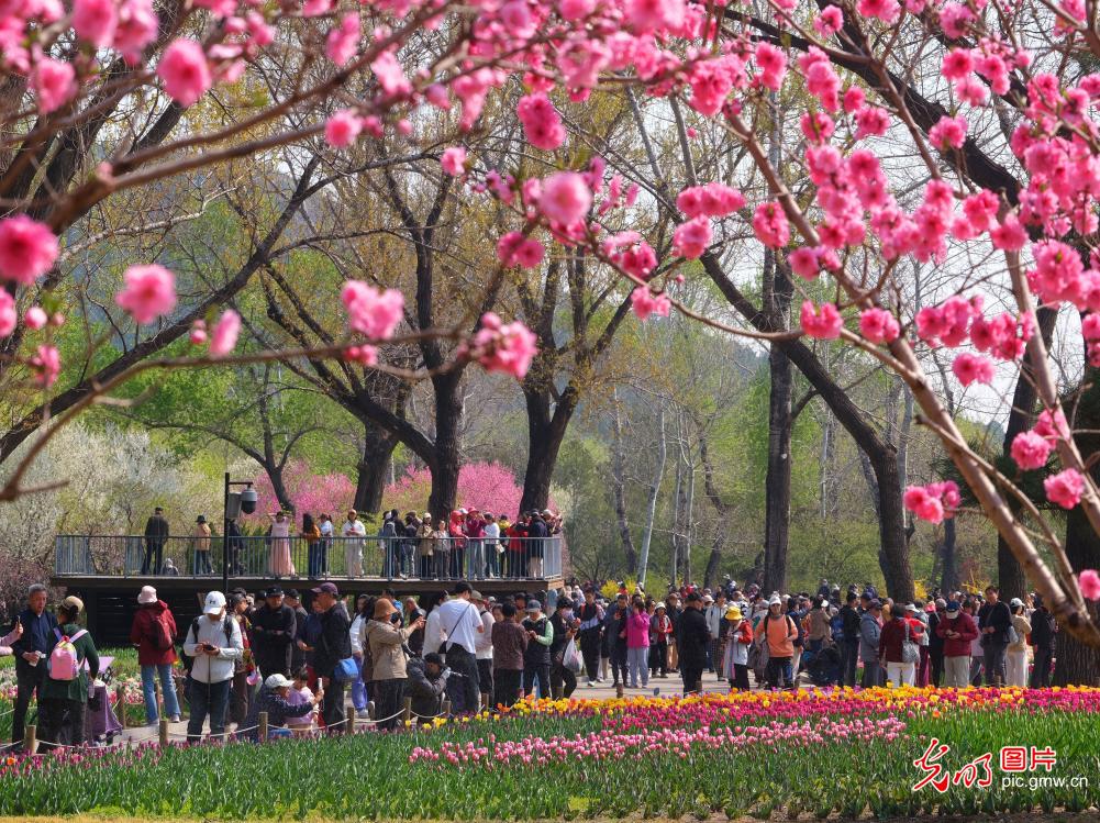 Springtime stroll among blossoms