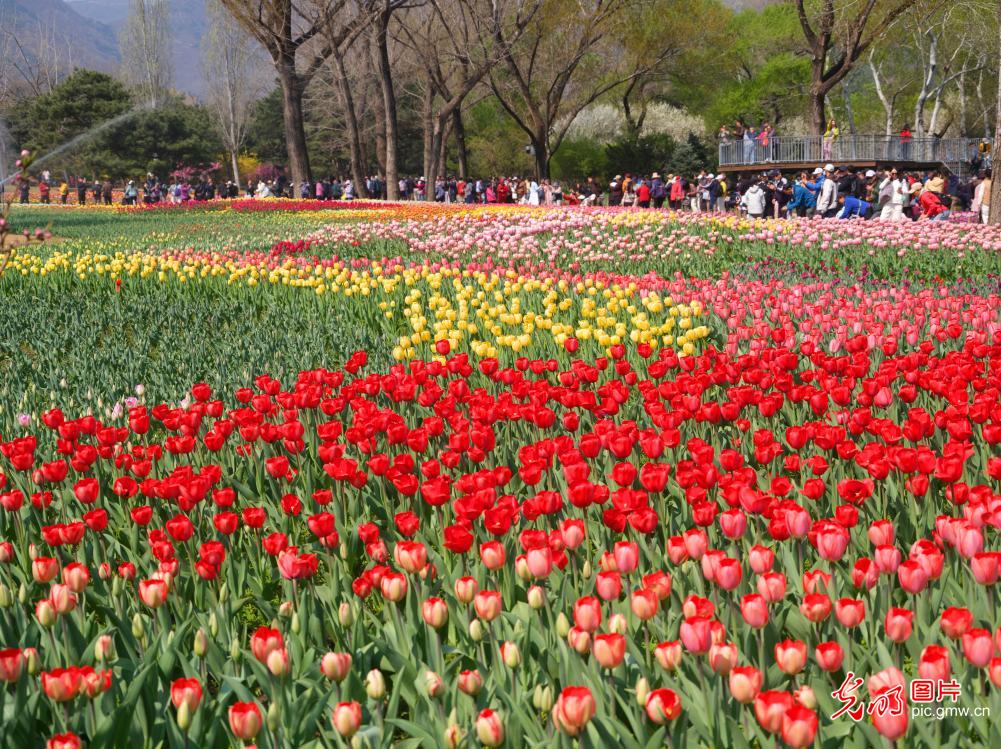 Springtime stroll among blossoms