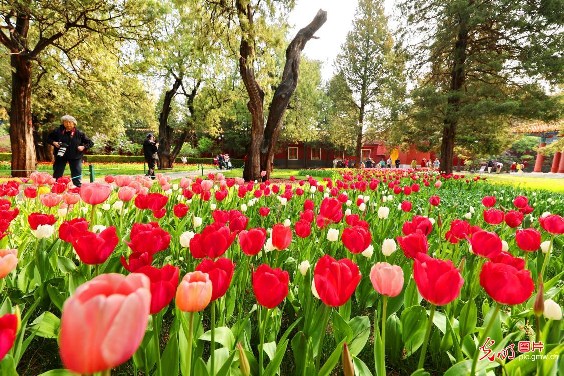 Springtime stroll among blossoms