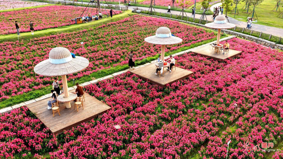 Snapdragon blooms draw visitors in SE China's Fujian