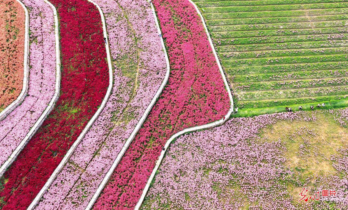 Snapdragon blooms draw visitors in SE China's Fujian