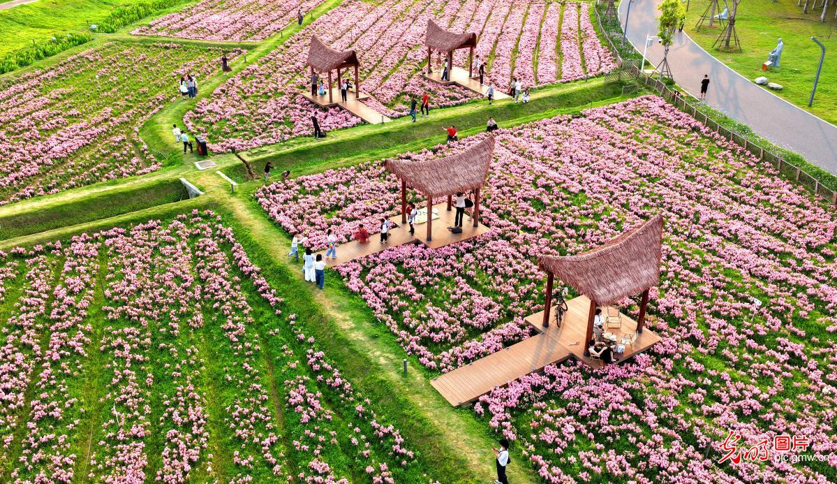 Snapdragon blooms draw visitors in SE China's Fujian