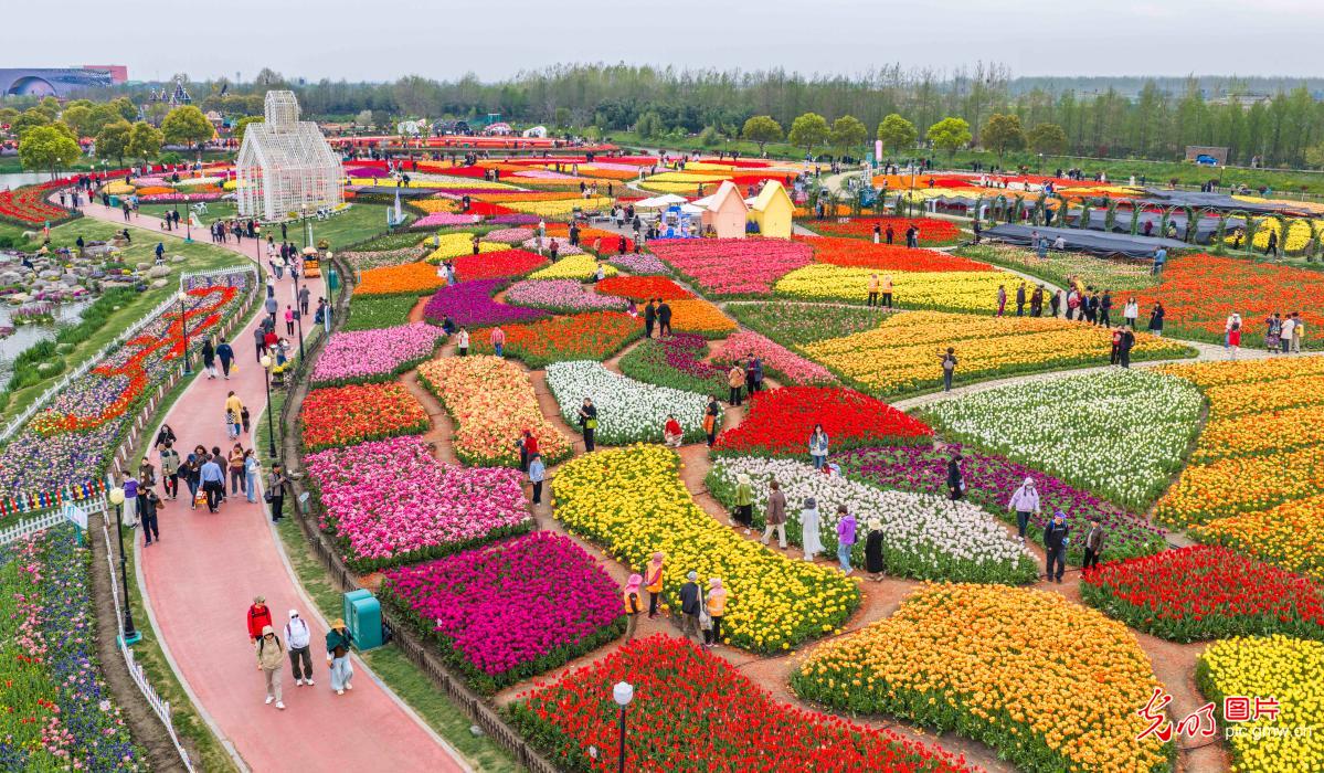 Tulip blooms attract visitors in E China's Jiangsu