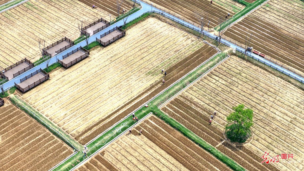 Spring planting in full swing in E China's Fujian