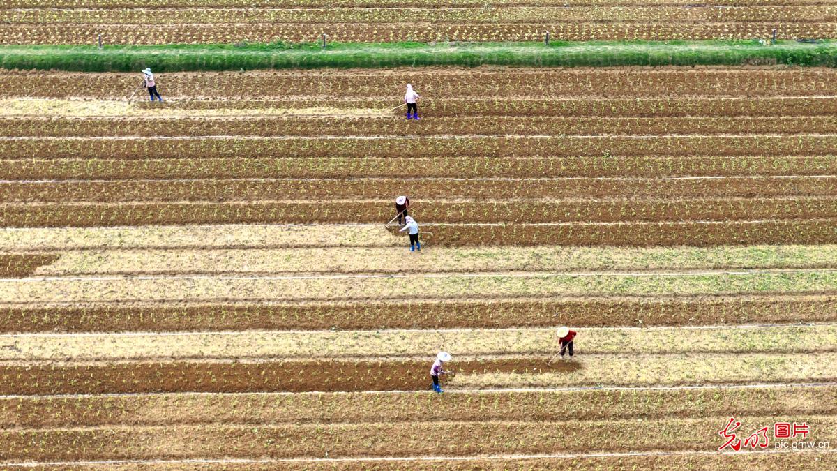 Spring planting in full swing in E China's Fujian