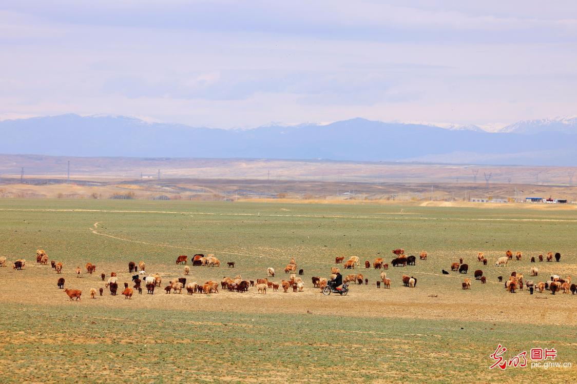 Spring lambing season brings vitality to northern grasslands