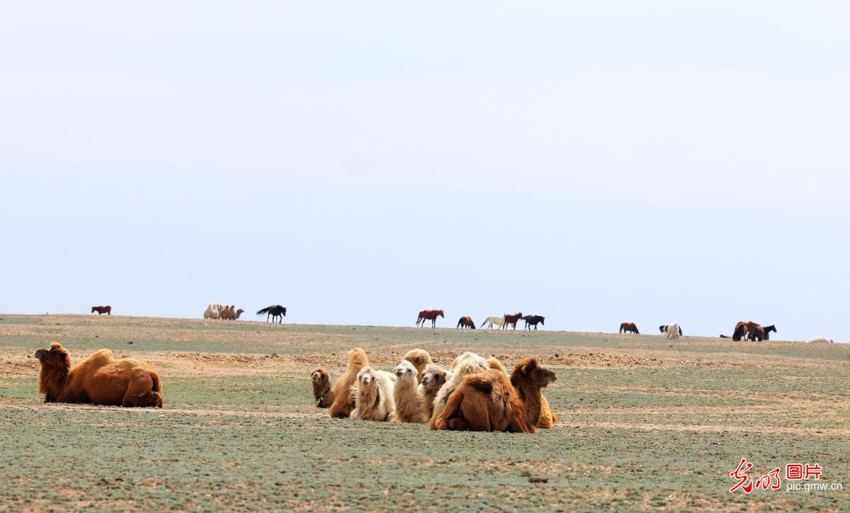 Spring lambing season brings vitality to northern grasslands