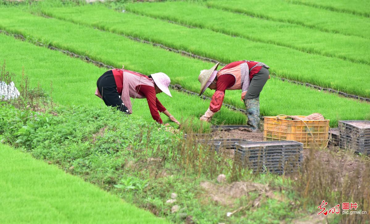 Farmers busy with early rice transplanting in S China's Guangxi