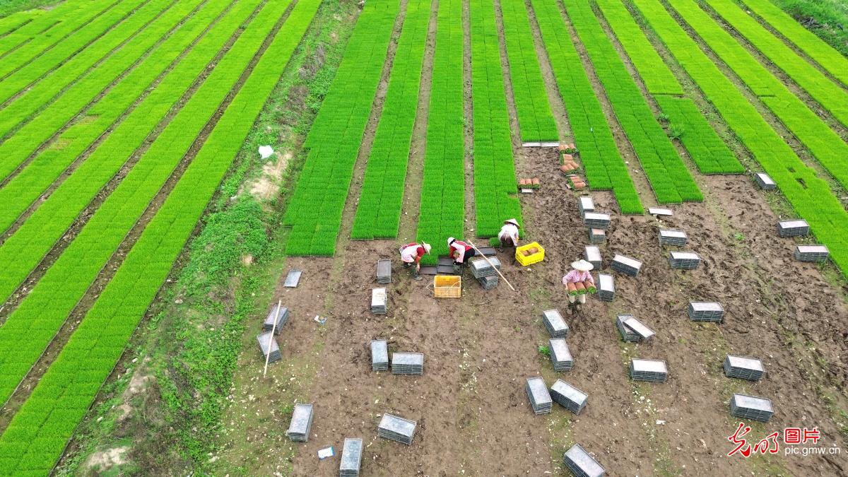 Farmers busy with early rice transplanting in S China's Guangxi