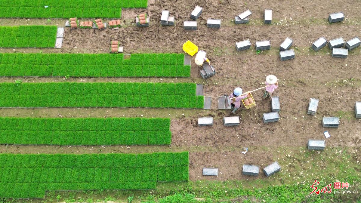 Farmers busy with early rice transplanting in S China's Guangxi
