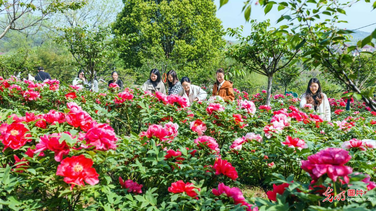 Peony blossoms brighten countryside in E China's Jiangsu