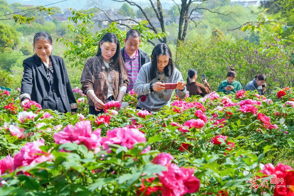 Peony blossoms brighten countryside in E China's Jiangsu
