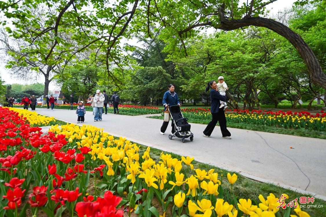 Tulip festival opens in N China's Hebei