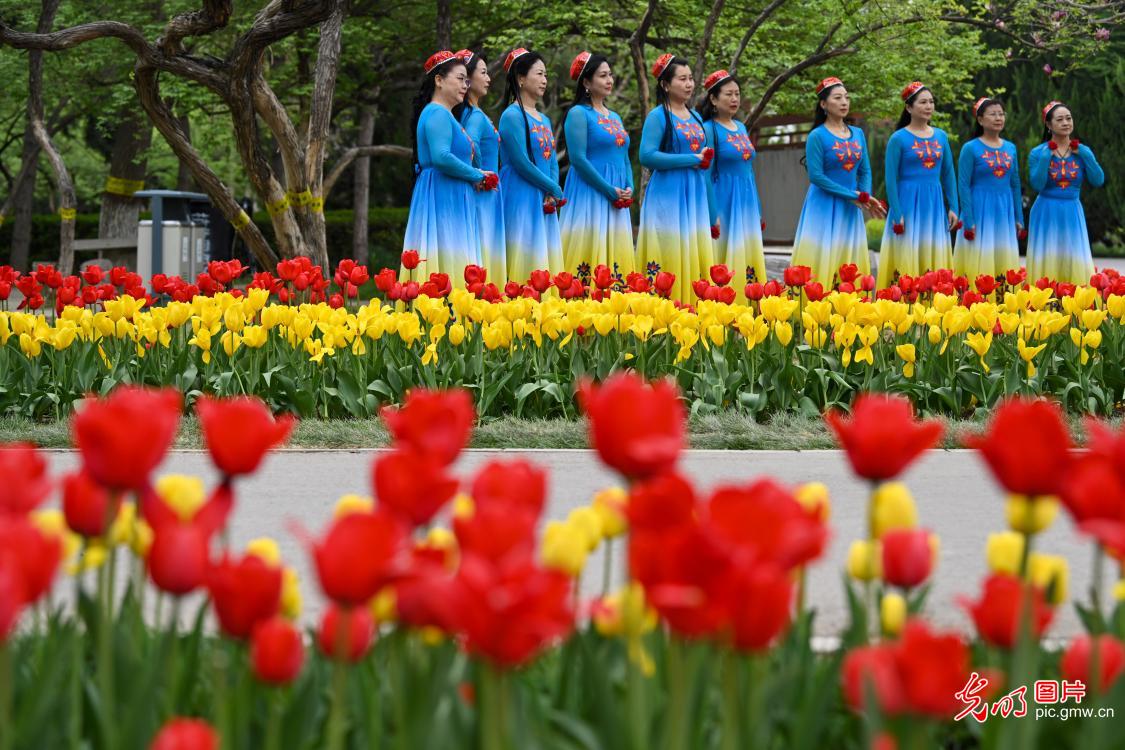 Tulip festival opens in N China's Hebei