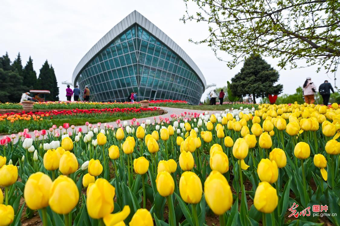 Tulip festival opens in N China's Hebei