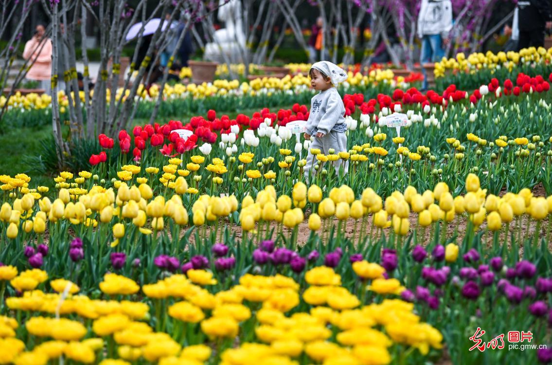 Tulip festival opens in N China's Hebei