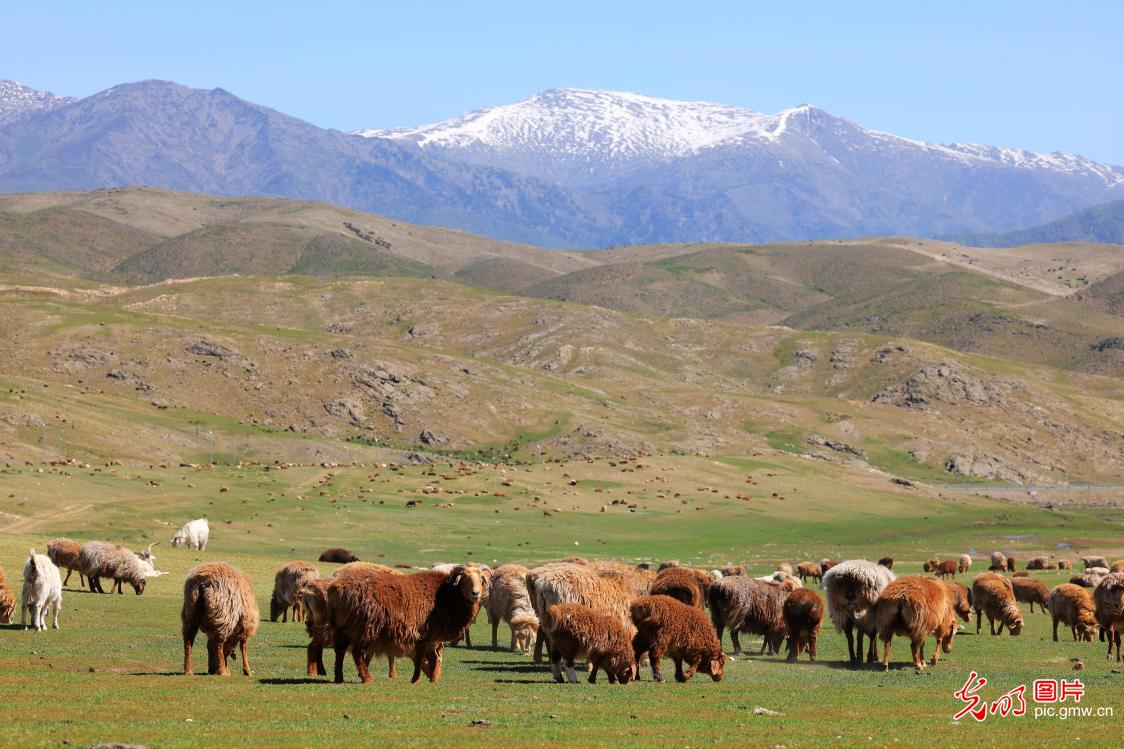 Sheep graze on spring pasture in NW China's Xinjiang