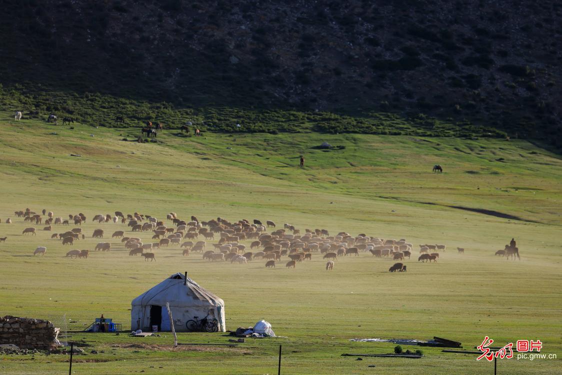 Sheep graze on spring pasture in NW China's Xinjiang