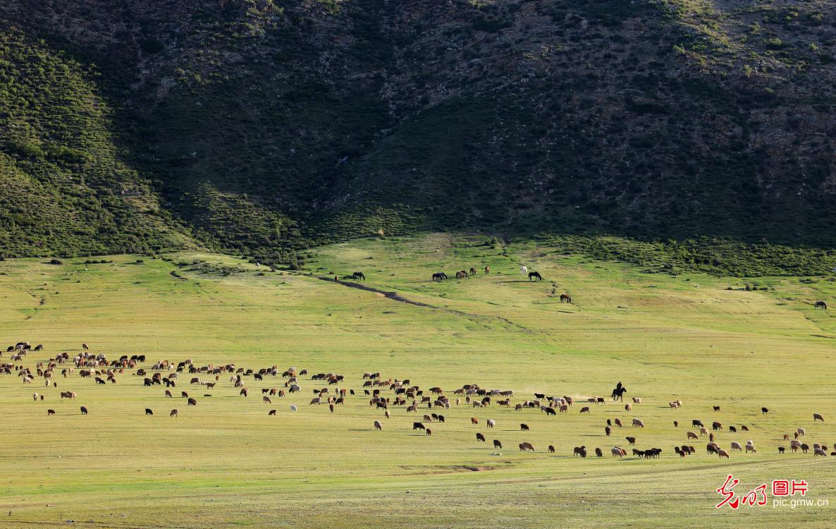 Sheep graze on spring pasture in NW China's Xinjiang