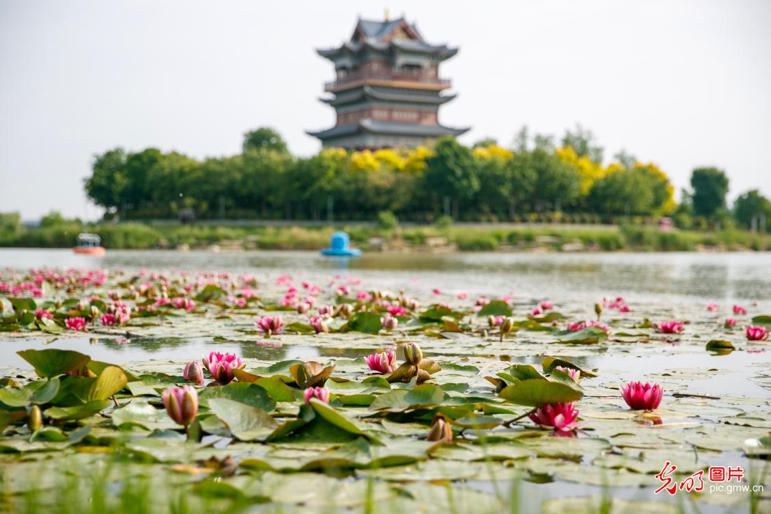 Water lilies bloom in C China's Henan