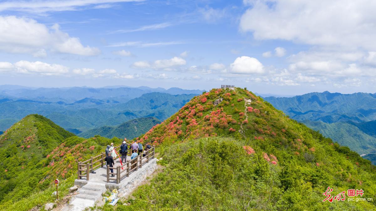 Azaleas bloom on mountain peaks in E China's Anhui