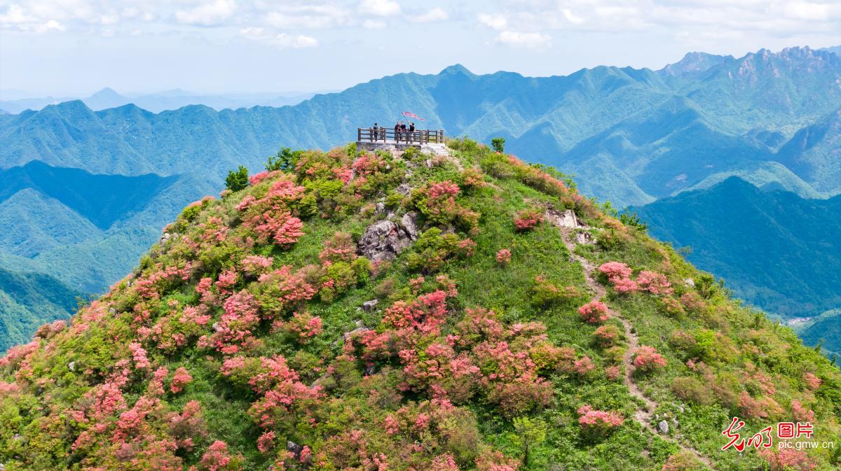 Azaleas bloom on mountain peaks in E China's Anhui