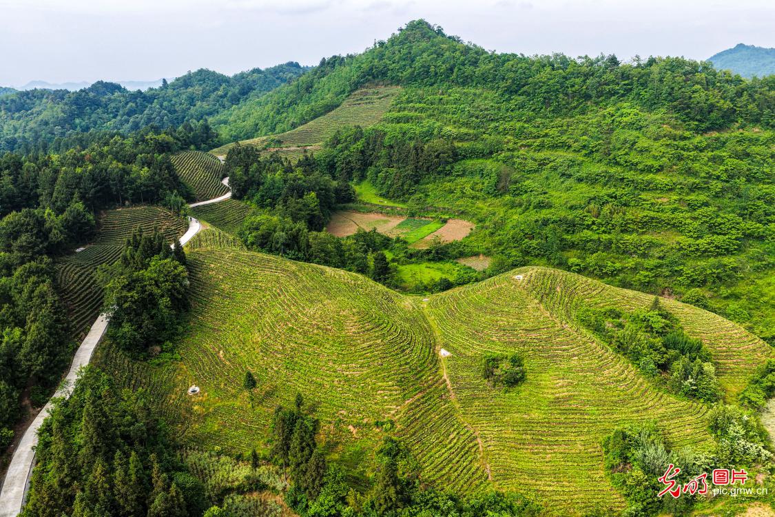 Lush tea trees grow on restored barren hills in Guizhou