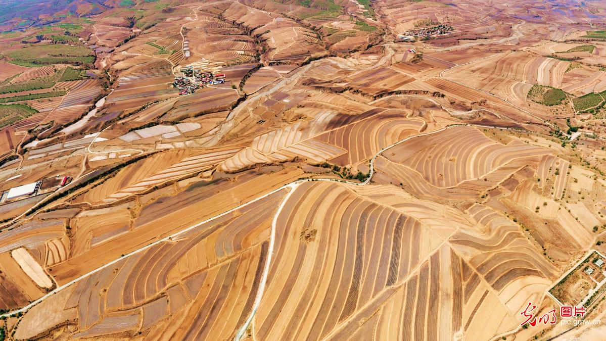 Spring-sown fields form scenic patterns in N China's Inner Mongolia Spring-sown fields form scenic patterns in N China's Inner Mongolia