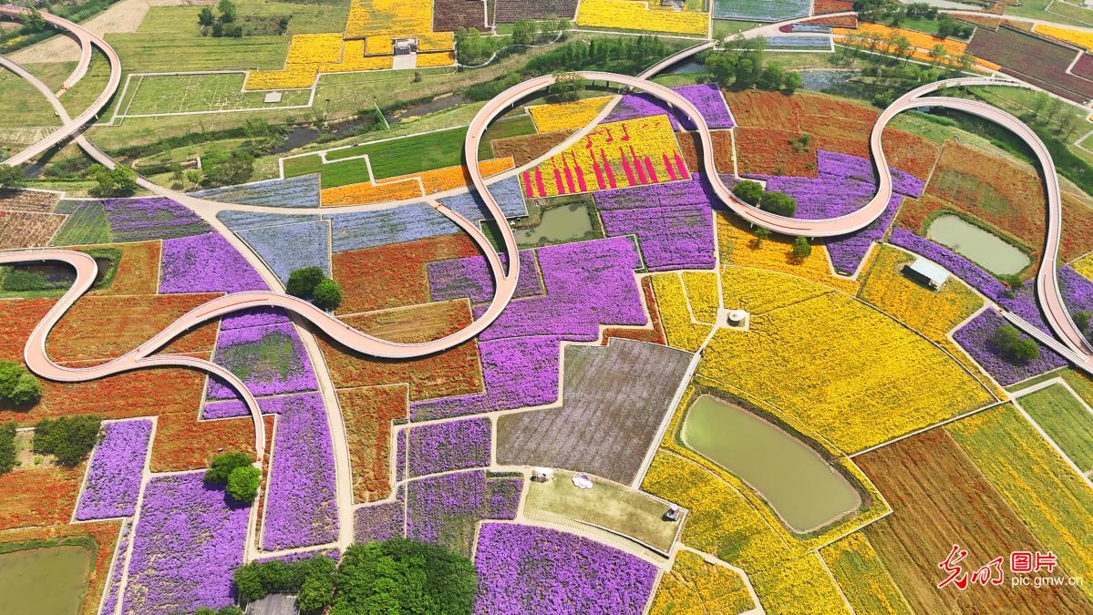 Colorful flower sea charms visitors in Suqian Colorful flower sea charms visitors in Suqian