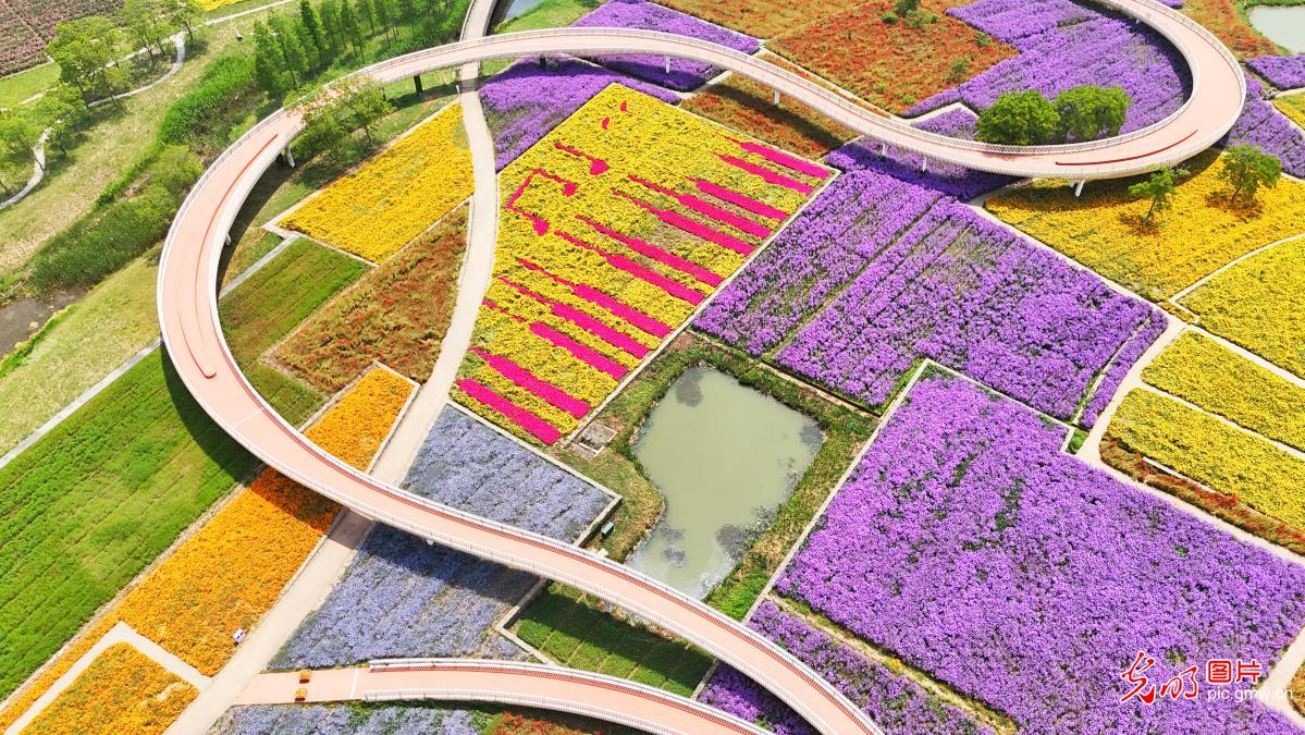 Colorful flower sea charms visitors in Suqian Colorful flower sea charms visitors in Suqian